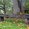 Bench in the forest :: Дмитрий Каминский