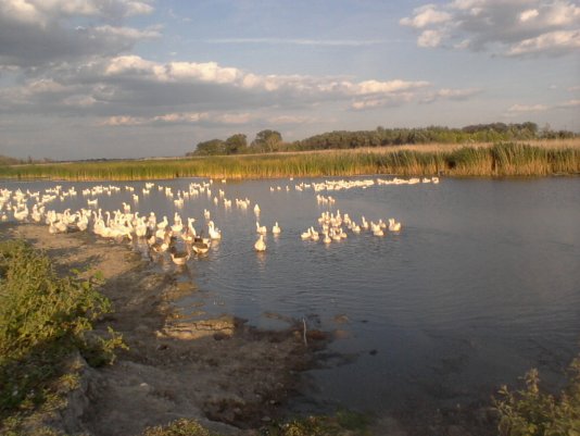 фото речка