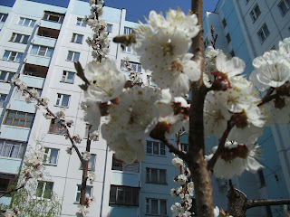 фото весна