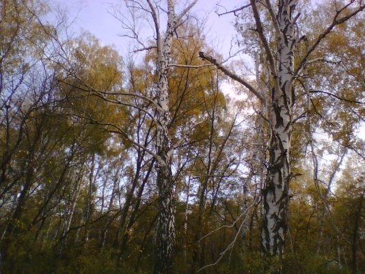 фото лес