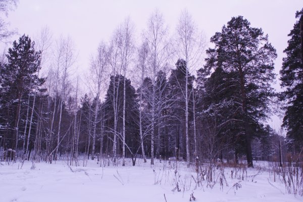 белым покрывалом укутаны плечи.