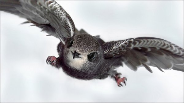 ТОП-20 фотографий за 21.01.2013&nbsp;г.