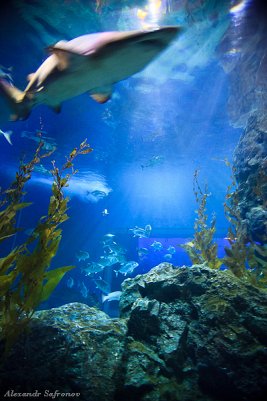 Океанариум Бангкока Siam Ocean World фотоотчет :