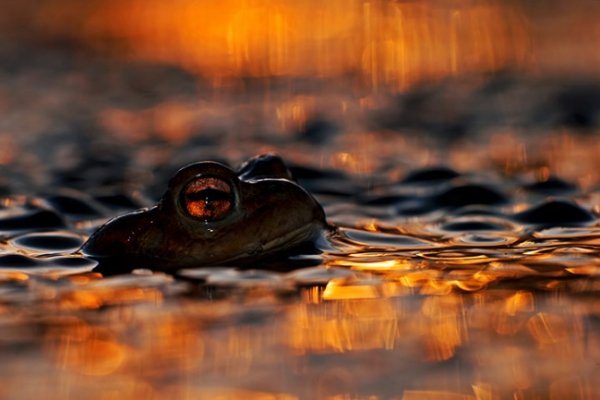 Новости в фотографиях - Лучшие фотографии Wildlife Photographer 2013