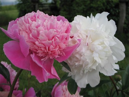 Расцвел в саду любимый мой пион…