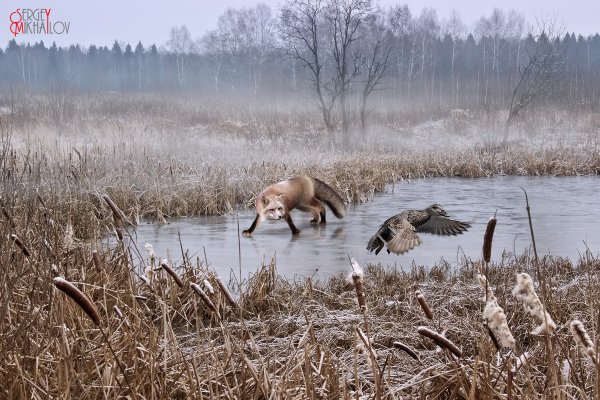 ТОП-20 фотографий за 19.01.2014&nbsp;г.