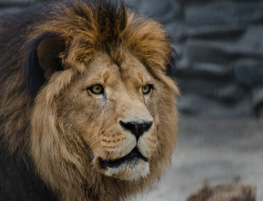 Покритикуйте фото