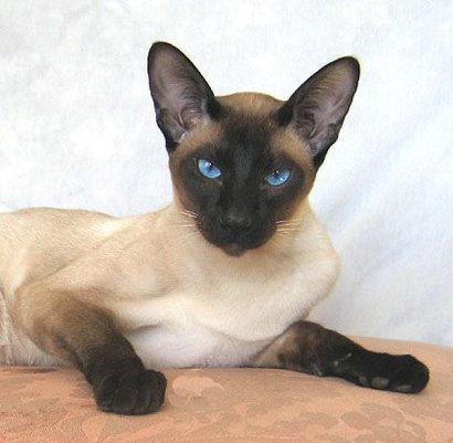 Сиамская короткошерстная кошка