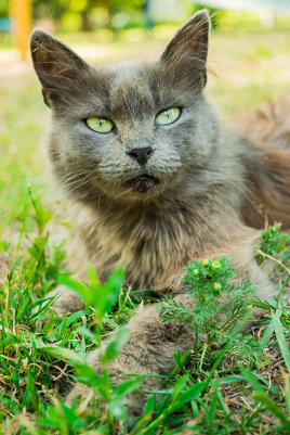 Бездомные коты Витебска