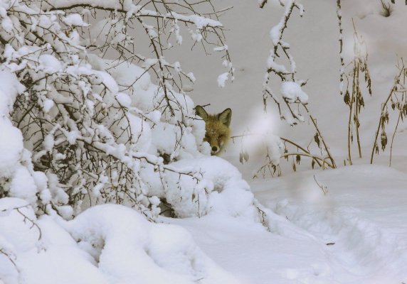 Народное голосование. ТОП-20 фотографий за 11.12.2015 г.