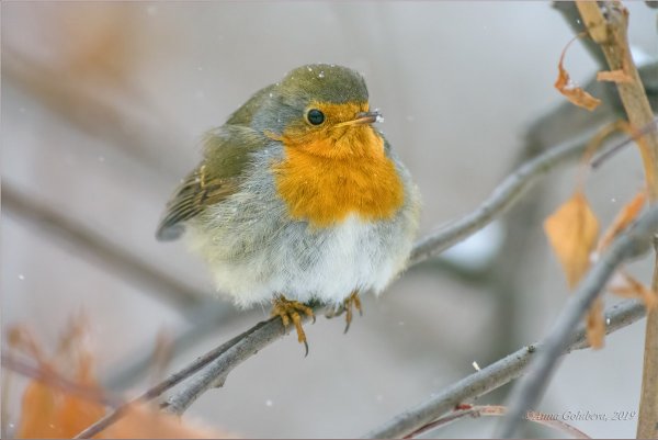 Народное голосование. ТОП-20 фотографий за 02.01.2019&nbsp;г.