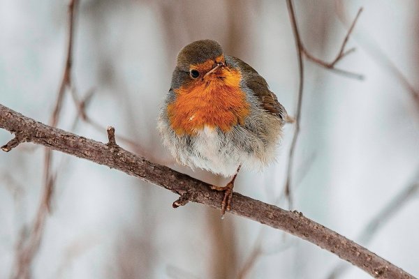 Народное голосование. ТОП-20 фотографий за 31.01.2019&nbsp;г.