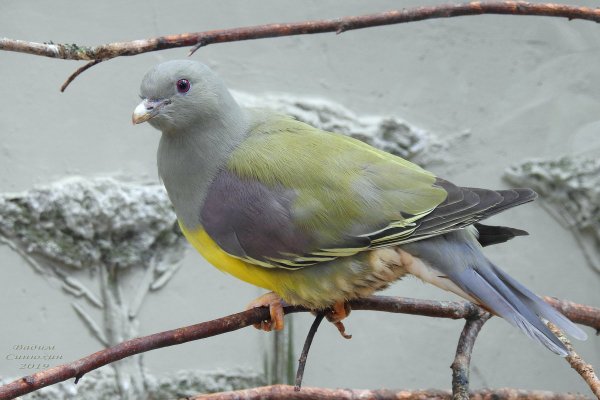 Народное голосование. ТОП-20 фотографий за 01.02.2019&nbsp;г.