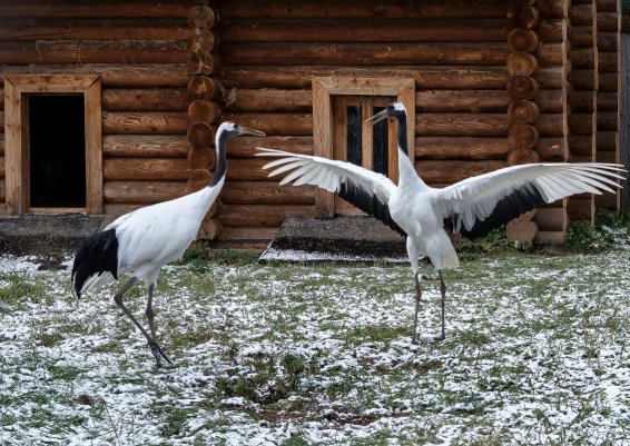 Народное голосование. ТОП-20 фотографий за 10.02.2019&nbsp;г.