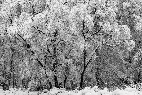 Народное голосование. ТОП-20 фотографий за 13.12.2019&nbsp;г.