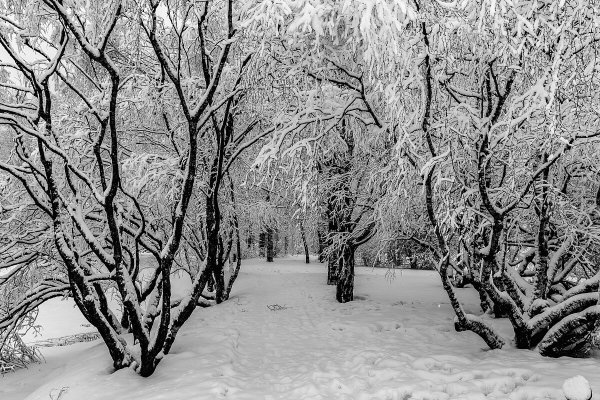 Народное голосование. ТОП-20 фотографий за 26.12.2019&nbsp;г.