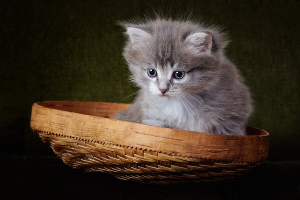 Народное голосование. ТОП-20 фотографий за 04.07.2020&nbsp;г.