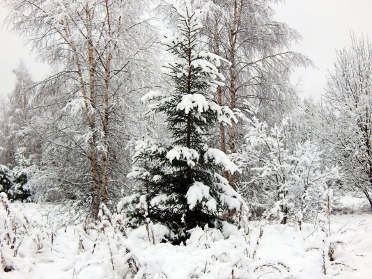 Народное голосование. ТОП-20 фотографий за 29.11.2020 г.