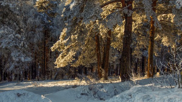 Народное голосование. ТОП-20 фотографий за 31.12.2020&nbsp;г.