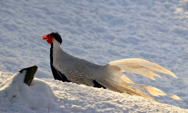 Народное голосование. ТОП-20 фотографий за 12.01.2021&nbsp;г.