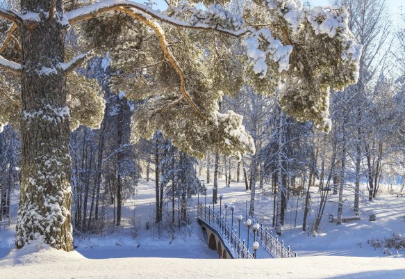 Народное голосование. ТОП-20 фотографий за 12.12.2021&nbsp;г.