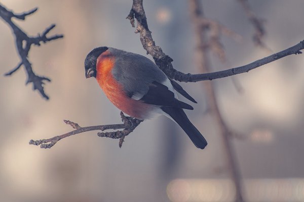 Народное голосование. ТОП-20 фотографий за 16.03.2022&nbsp;г.