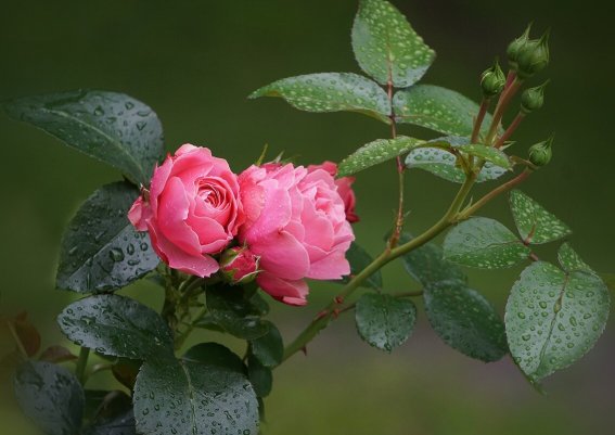Народное голосование. ТОП-20 фотографий за 25.05.2024 г.