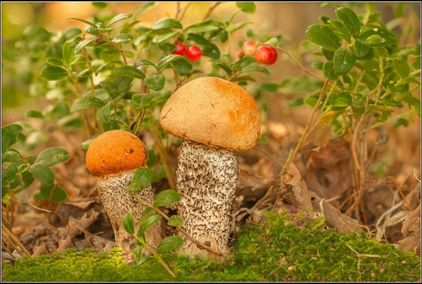 Народное голосование. ТОП-20 фотографий за 12.09.2024 г.