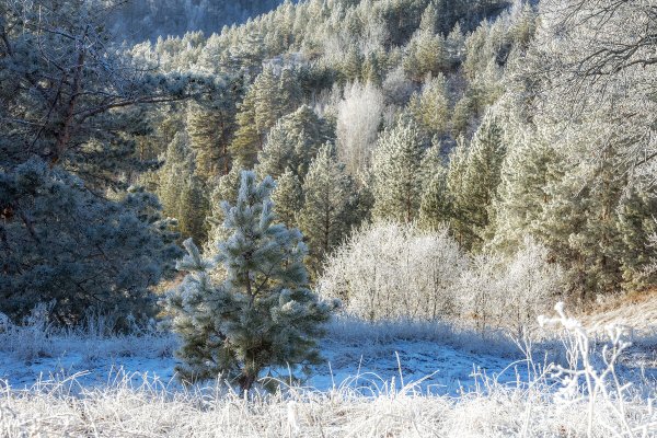 Народное голосование. ТОП-20 фотографий за 19.12.2024 г.