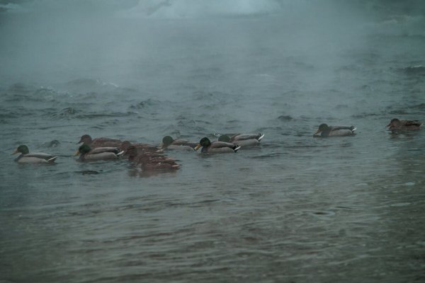 Народное голосование. ТОП-20 фотографий за 22.12.2025&nbsp;г.