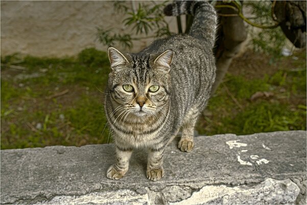 Из жизни кошек    и других   животных   Израиль 2026г