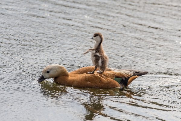 Народное голосование. ТОП-20 фотографий за 01.02.2026&nbsp;г.