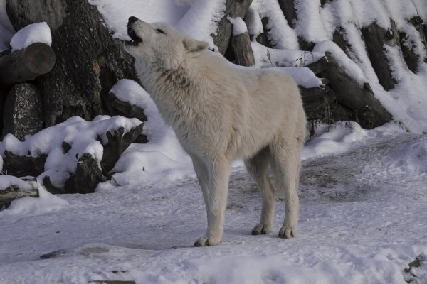 Народное голосование. ТОП-20 фотографий за 10.02.2026 г.