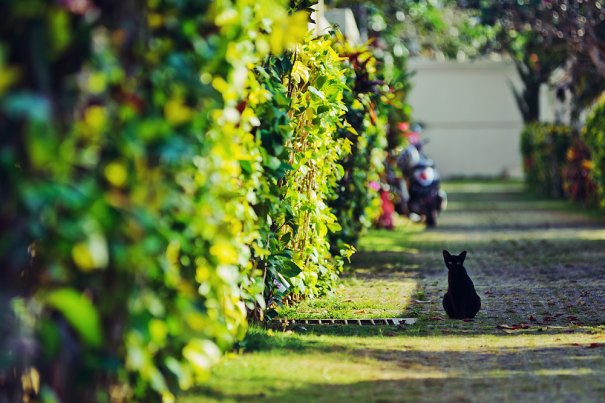 Свидетель Свидетель