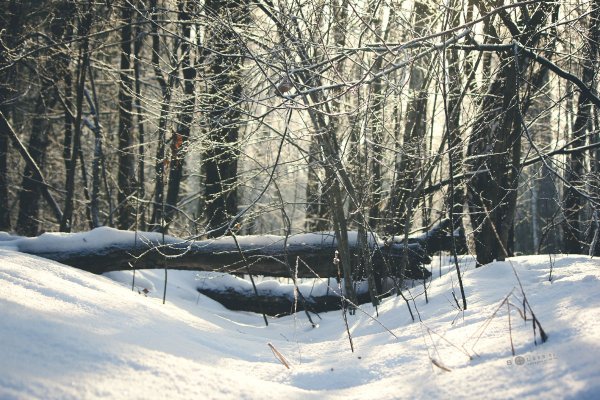 Изольда. Вечерняя прогулка в Подмосковном лесу