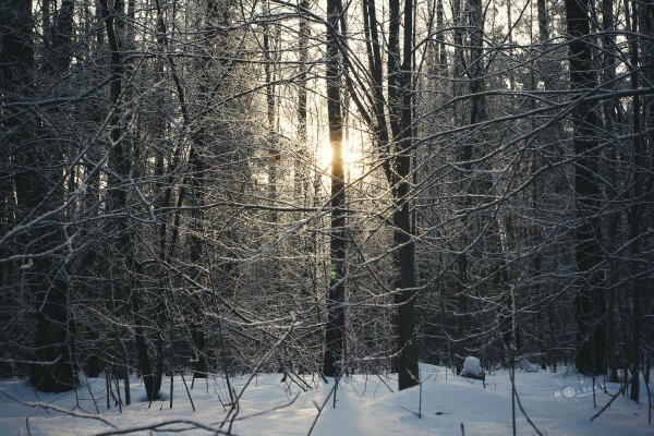 Изольда. Вечерняя прогулка в Подмосковном лесу