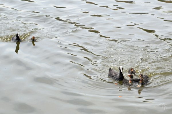 Семейство лысух. Родители кормят птенцов