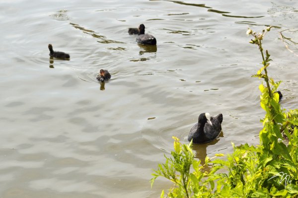 Семейство лысух