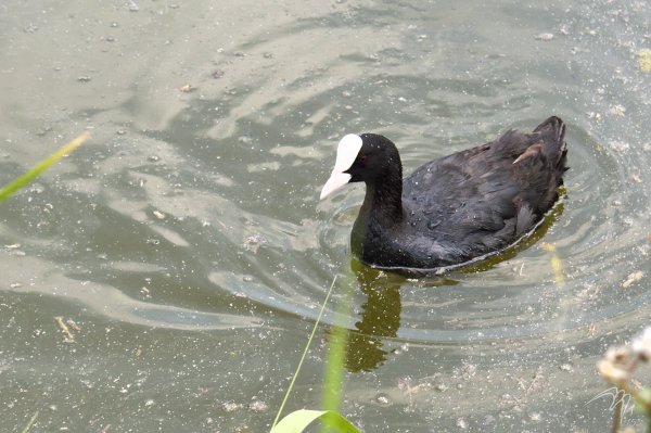 Самец лысухи (Fulica atra)