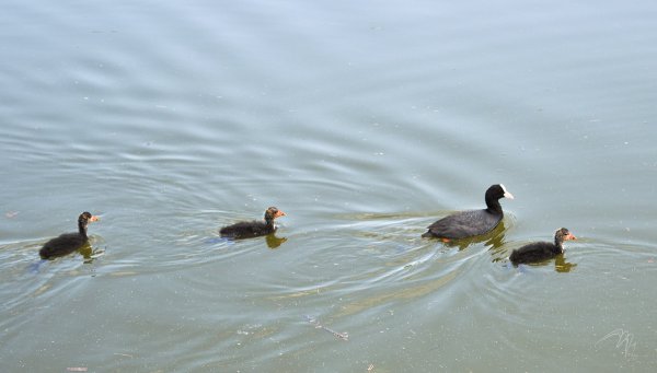 Семейство лысух