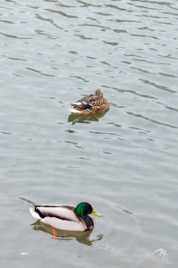 Снег идет. И парочка