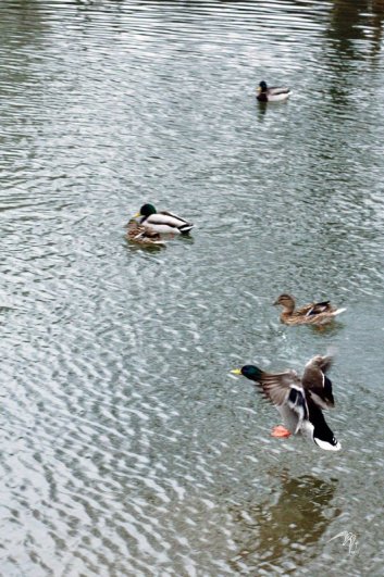 Птицы Борисовских прудов. Кряквы - №17