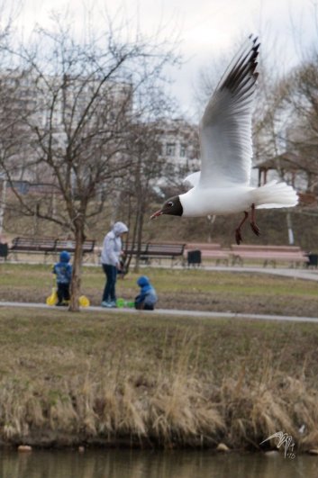 Чайки и люди. В профиль