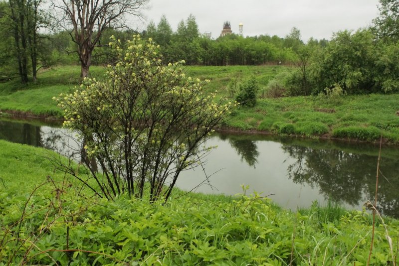 куст