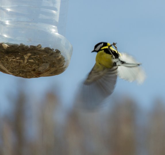 IMG_8266 IMG_8266