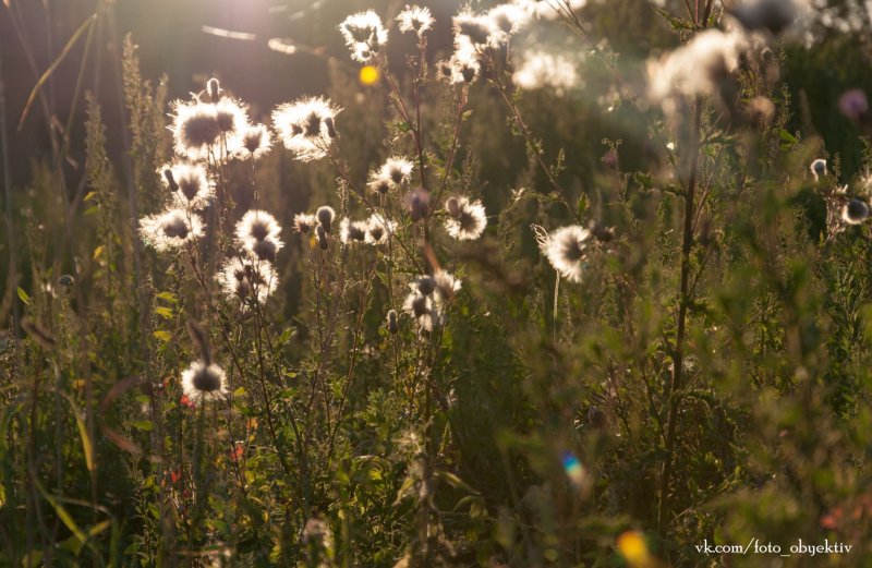 Инди-Фолк фестиваль "Berg Fest 2015" - №8 Инди-Фолк фестиваль "Berg Fest 2015" - №8