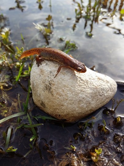 CameraZOOM-20170429160756332