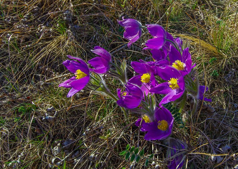 Весна Весна