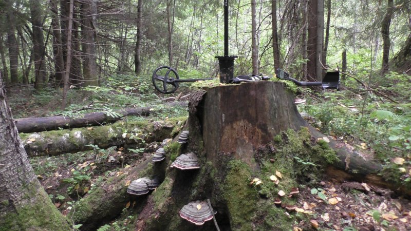 Летняя поездка за кладом в лес. Летняя поездка за кладом в лес.