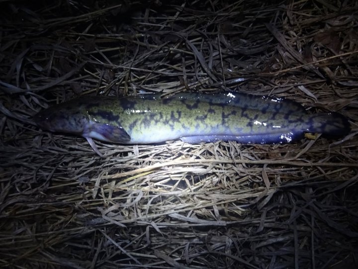 Ночной улов Ночной улов